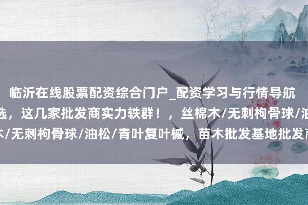 临沂在线股票配资综合门户_配资学习与行情导航 2025苗木批发基地精选，这几家批发商实力轶群！，丝棉木/无刺枸骨球/油松/青叶复叶槭，苗木批发基地批发商保举分析